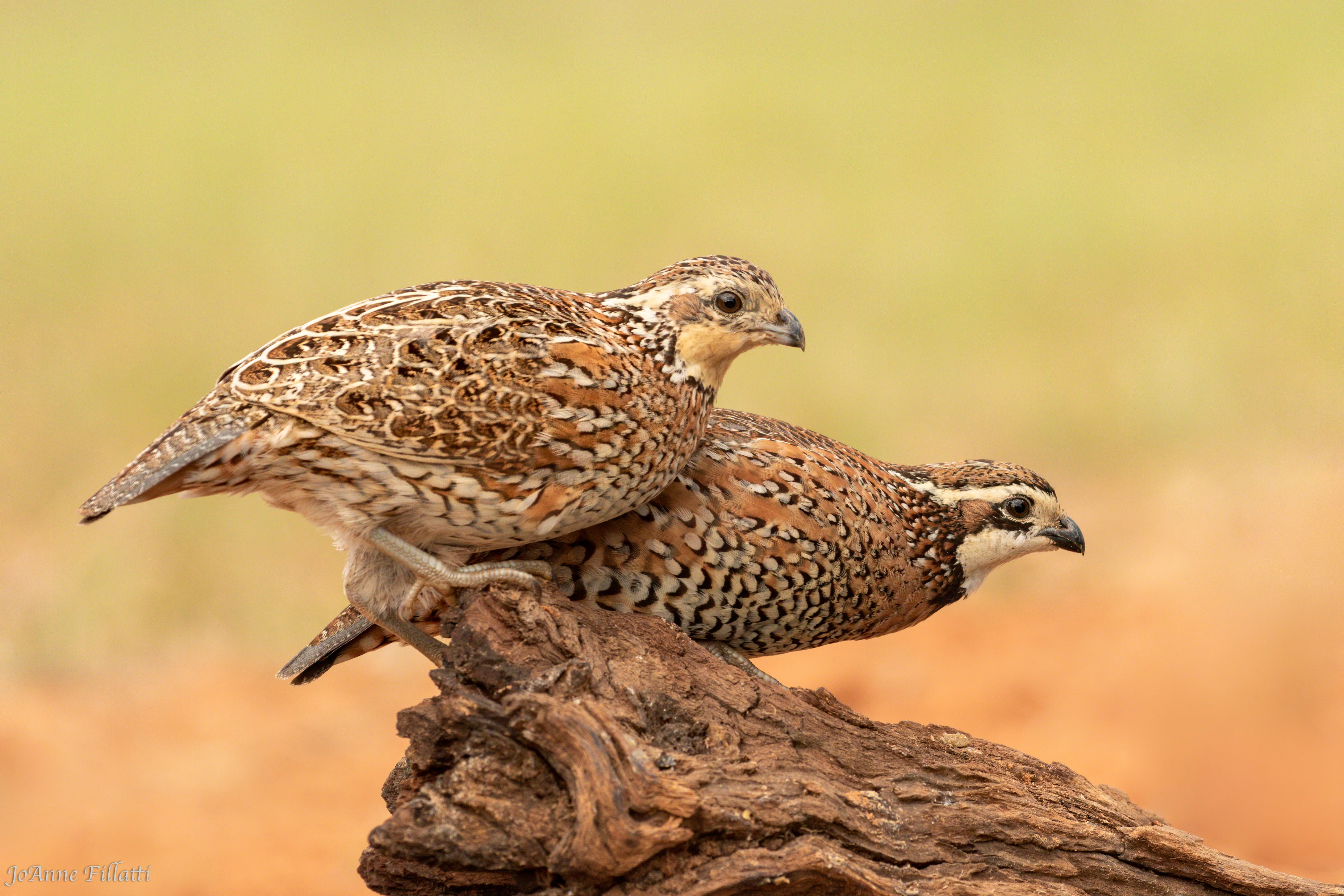 bird of texas image 2